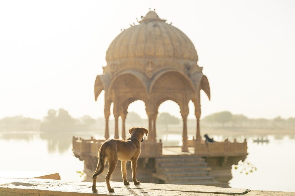 dog, travel, india-4111651.jpg